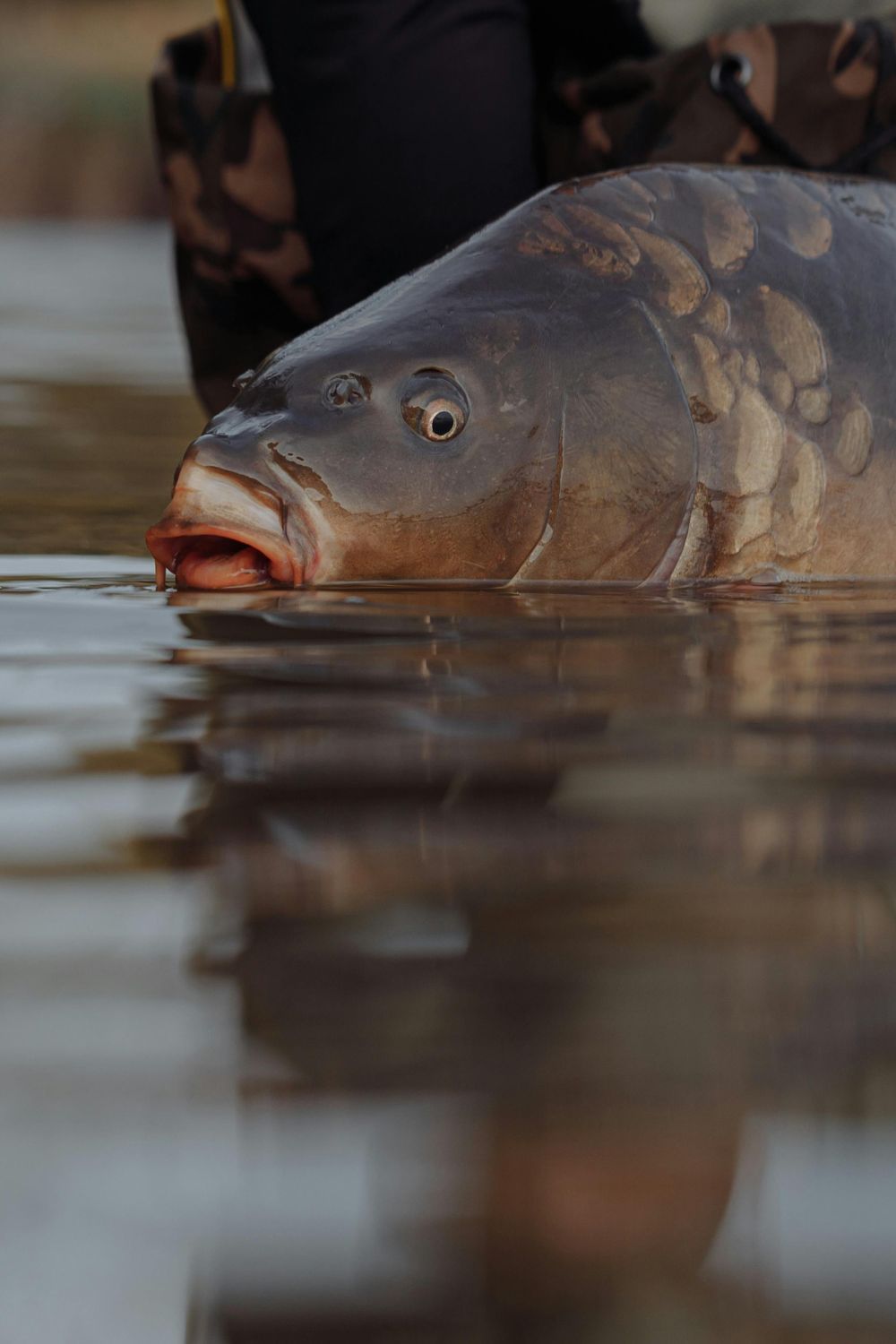 Žvejybos reikmenys ir įranga, skirta karpių žvejybai